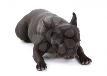 French bulldog isolated on a white background, chewing a bone, selective focus