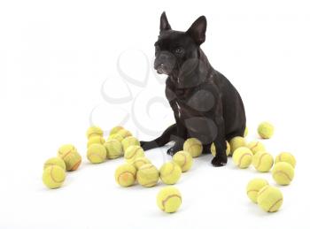 French bulldog with tennisballs, isolated on a white background, selective focus