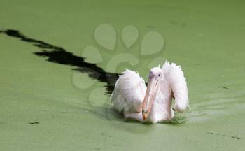 Pink pelican swimming in a pool filled with duckweed