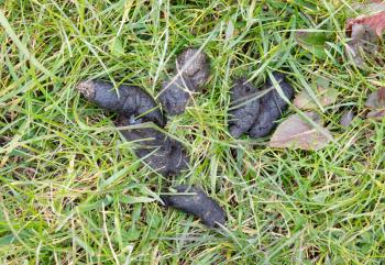 Dog`s excrement in green grass - Dog poo or poop on lawn