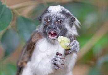 Black and white color small monkey Oedipus Tamarin, eating