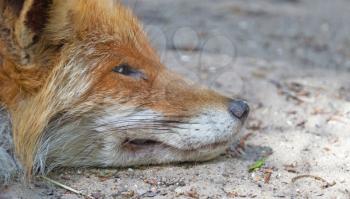 Close up of a Red fox sleeping, selective focus