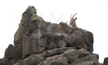Capricorn resting on the rocks, selective focus