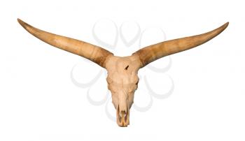 Skull with large antlers, isolated on white