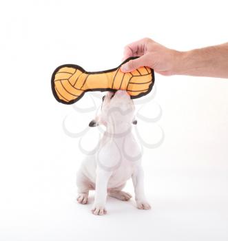 French puppy bulldog, isolated - Playing with a toy