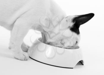 French puppy bulldog eating, isolated on a white background, selective focus
