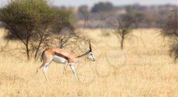 Springbok antelope (Antidorcas marsupialis) in it's natural habitat - Botswana