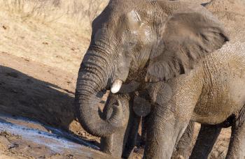 African elephant (loxodonta africana) at a waterhole, Namibia