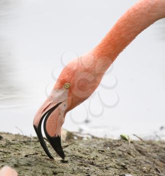 Pink flamingo is eating - Africa - Selective focus