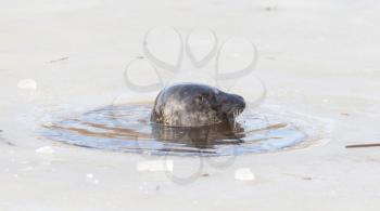 Seal breathing though a hole in the ice - The Netherlands