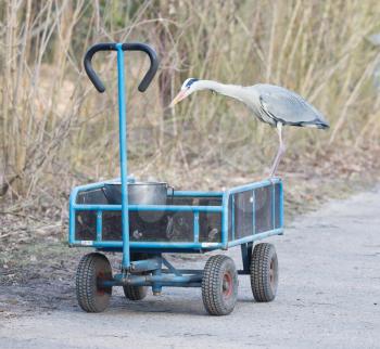 Blue heron standing on a cart loaded with a bucket of fish - The Netherlands
