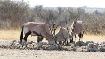 Oryx at a waterhole, Kalahari desert, Botswana