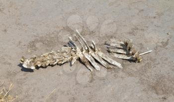 Spine of an animal in the Kalahari desert