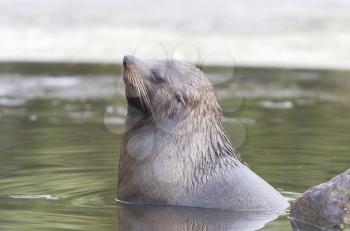 Sea lion swimming in the cold water - Winter time