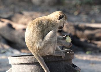 Vervet monkey on a trashcan, looking for human leftovers, Botswana