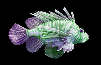 Pterois volitans, Lionfish - Isolated on black - Purple and green