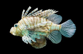 Pterois volitans, Lionfish - Isolated on black - Natural colors
