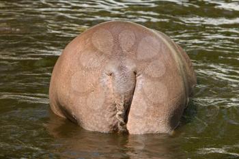 Big backside of an hippo in the water