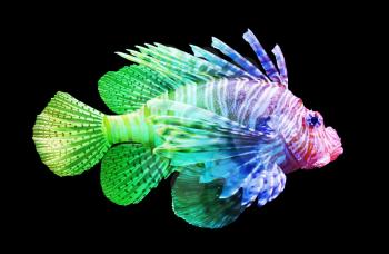 Pterois volitans, Lionfish - Isolated on black - Unique rainbow