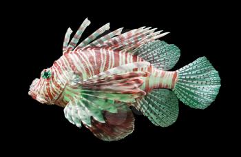 Pterois volitans, Lionfish - Isolated on black - Red and green