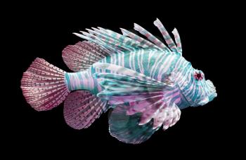 Pterois volitans, Lionfish - Isolated on black - Blue and red