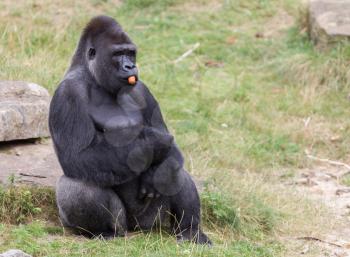 Silver backed male Gorilla, enjoying some fruit