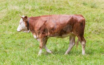 Brown milk cow in a meadow of grass, Alps, Switzerland