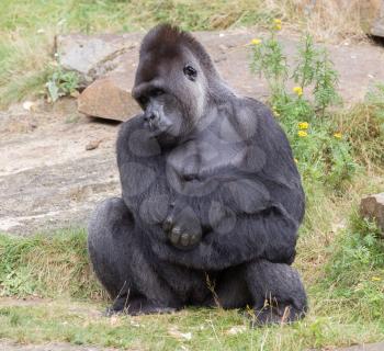 Silver backed male Gorilla, enjoying some rest