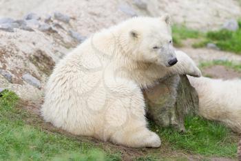 Young polarbear resting on a large rock