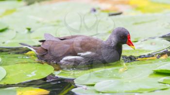 Common Moorhen, Gallinula chloropus, swimming in the water