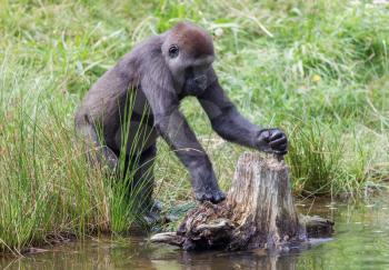 Young gorilla discovering it's surroundings, playing at the waterside