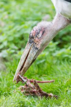 Marabou stork eating bones, selective focus on eye