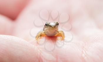 Small young frog in hands of a person during summer - Switzerland