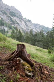 Deforestation concept with a tree stump in a green forest, Switzerland