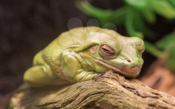 Litoria Caerulea, Australian green tree frog resting on the branch of a  tree