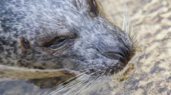 Phoca vitulina, European common seal