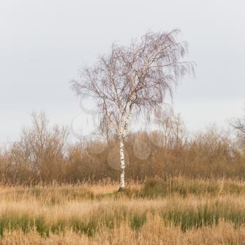 Bare Silver birch (Betula pendula) in the dutch landscape