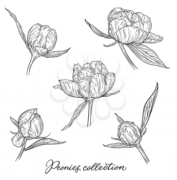 Peony flower hand drawn in lines. Black and white graphic doodle sketch floral vector illustration. Isolated on white background