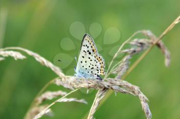 nice butterfly of Silver-studded Blue on the blade