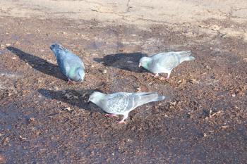 three nice pigeons feeding on the ground