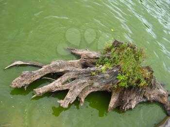 rotten stump of tree with huge roots in the water