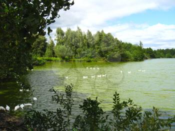 beautiful summer landscape with picturesque lake with swimming white ducks