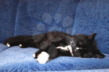 black tired cat sleeping on the blue sofa