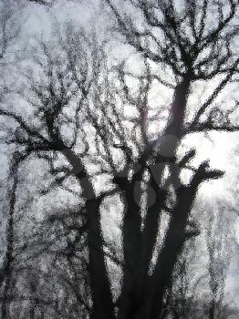 dark silhouette of the tree through glass