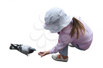 The girl feeding the pigeon isolated on the white background