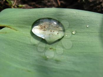 Transparent drop of water on a green leaf