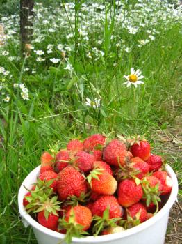Full bucket with a strawberry on a background of a bed with camomiles