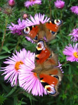 The pair of butterflies of peacock eye on the flower