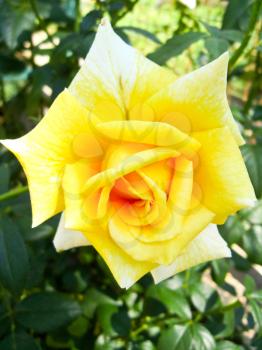 the image of beautiful flower of gentle yellow rose
