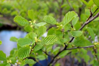 branch of young leaves of alder in the spring